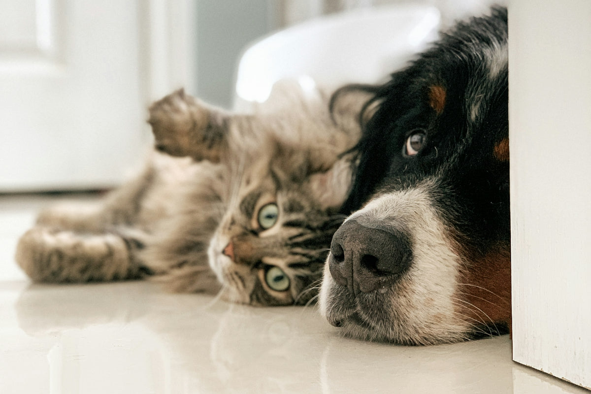 Un chat et un bouvier bernois allongés côte à côte dans un intérieur clair